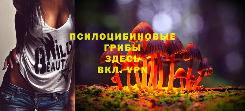 закладки  Лукоянов  Псилоцибиновые грибы Cubensis 